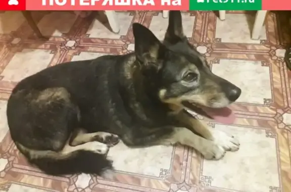Найдена собака в парке Сосновка, ищем хозяина