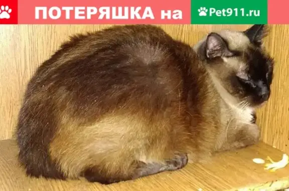 Найден сиамский кот на ул. Пожарского, д. 12