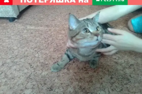 Найден кот в Прокопьевске, похож на британца!