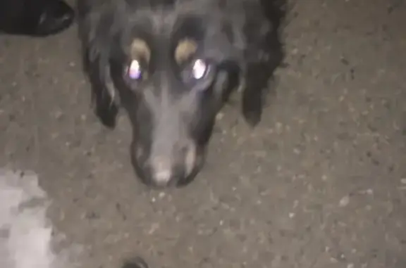 Найдена собака на Ингодинской улице