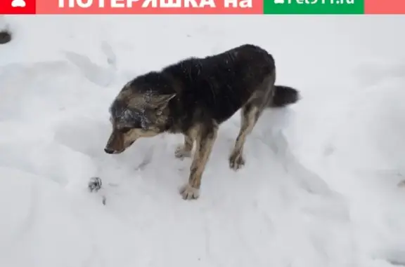 Найдена собака в селе Григорьевское на Тутаевском шоссе