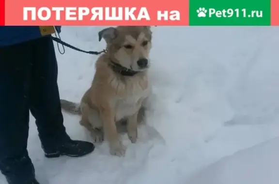Найден пес на ул. Труда, СПб. Срочно нужен хозяин.