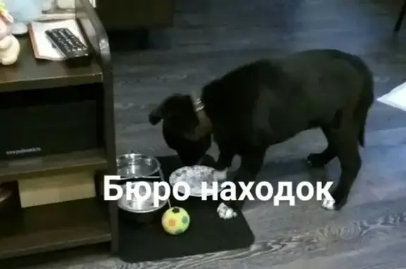 Найден щенок на Ленинградском 350, звоните Светлане (Архангельск)