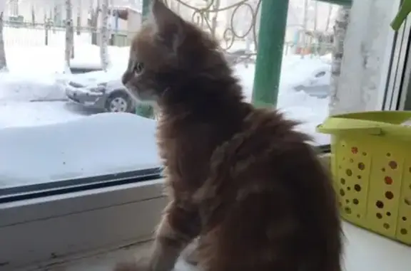 Найден рыжий котенок в Сургуте - заберите!
