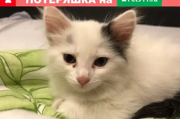 Найден котёнок на ул. Стара-Загора, Самара