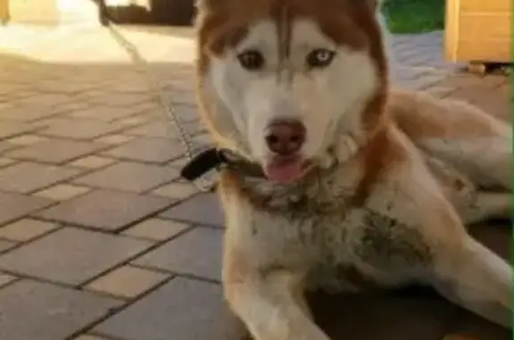 Пропала собака в Краснодаре