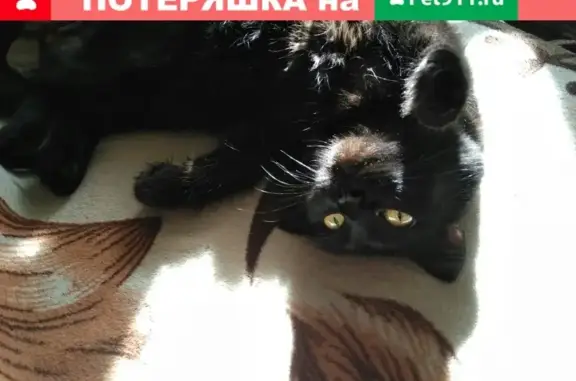 Пропала кошка на Базстроевской 20!