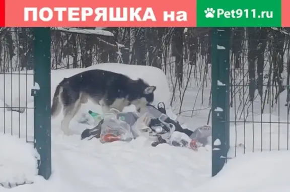Найден кобель хаски без ошейника в СНТ Дары природы, Москва