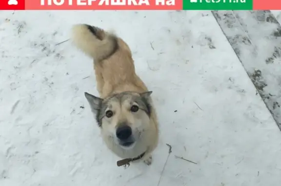 Пропала собака в Лузе, Кировская область