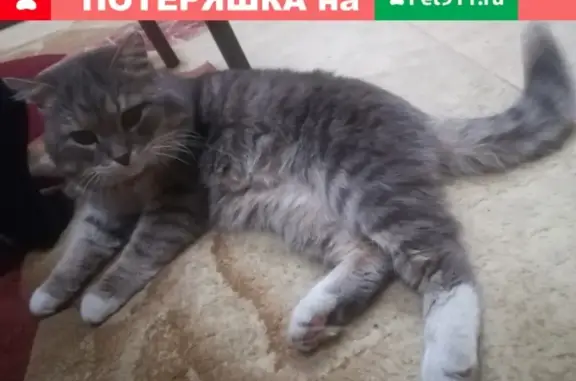 Найден кот в Орджоникидзевском районе