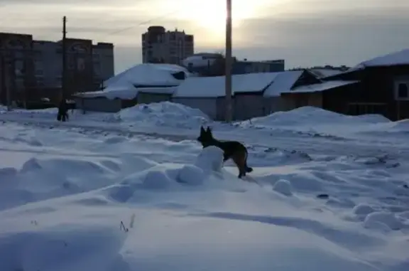 Найдена собака на ул. Уральская, возле ТЦ Весна.