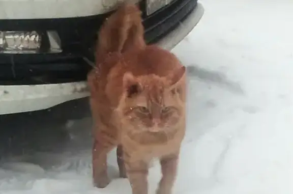Найдена кошка на Петергофском шоссе, СПб