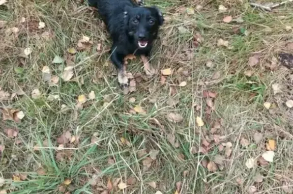 Собаки потеряшки, Липецк, фото: Потеряшка собака в Липецке, ищем Сэма!