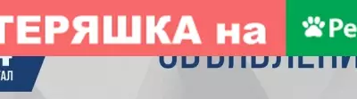 Собаки потеряшки, село Старый Сибай, фото: Потеряшка собака по ул. З. Кусябаева 8 в с. Ст. Сибай