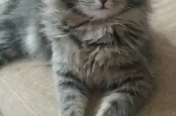 Кошки потеряшки, Юкковское, фото: Потеряшка кот на Александровском шоссе, СНТ 