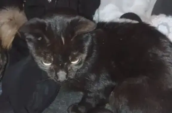 Найдена кошка в Тарасково, ищем хозяина