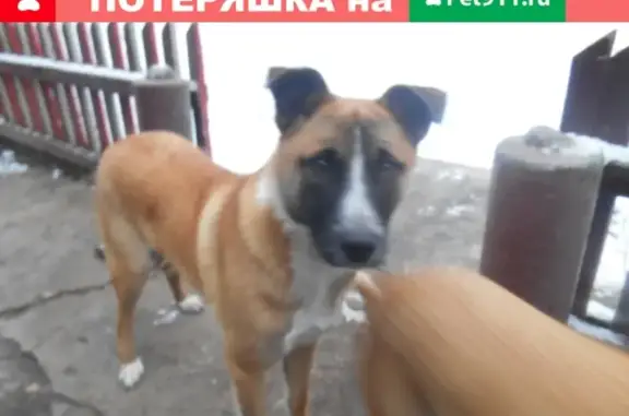 Пропала собака Мишка в Барыше, Ульяновская область