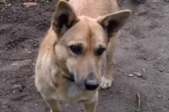 Пропала собака в Шуе, Ивановская область