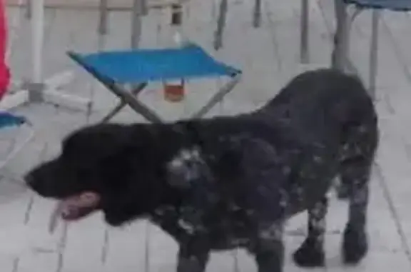 Пропала собака Спайк в Звонарёвке, вознаграждение 10000 рублей