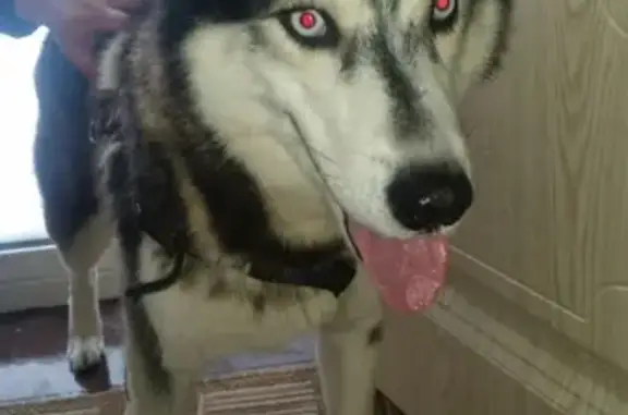 Найдена собака в Ногинске, хаски с голубыми глазами (тел. указан)