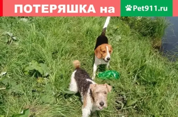 Пропала собака Рэмбо в районе Пушкино, Новокузнецк.