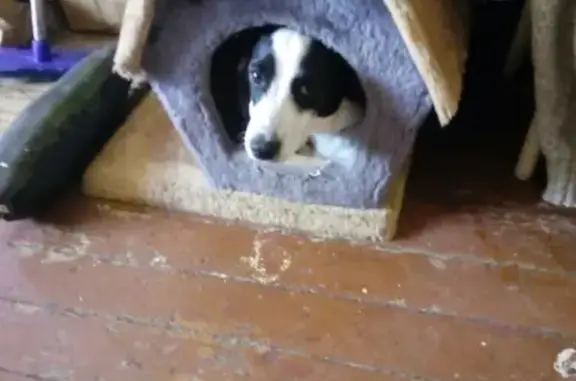 Собаки потеряшки, Устиново, фото: Потеряшка собака в деревне Устиново