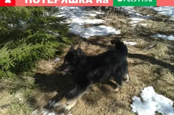Пропала собака в Вологде: Канис, Иван, номер телефона.