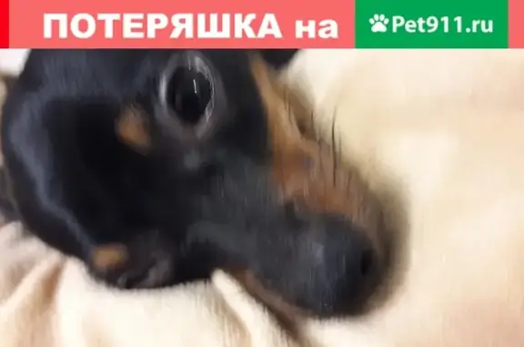 Пропала собака в Кисловодске #Животные_ИК