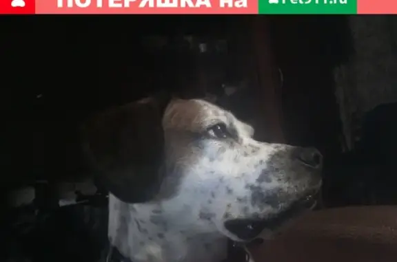 Пропала собака в Рыбинске, на перекрестке окружной и Софийской, у южного кладбища.