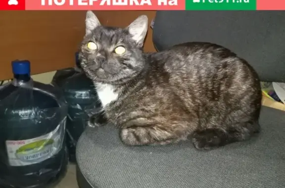 Найдена кошка у ТЦ Феникс в Великом Новгороде