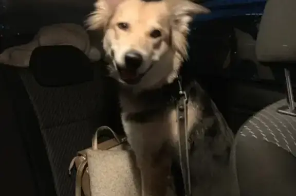 Собака найдена около мармелада в Муроме