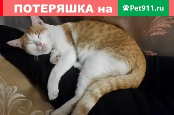 Пропал кот, рыже-белый, 2 года, район Жилмассива/Каяса, Горно-Алтайск