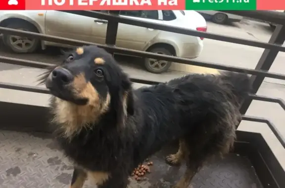 Пропала собака в Краснодаре!