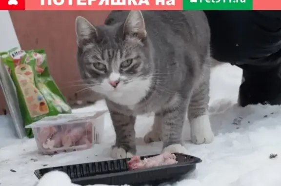Найден кот в Коптево, Москва