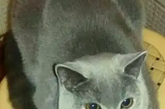 Пропала британская кошка на ул. Орджоникидзе, вознаграждение за информацию