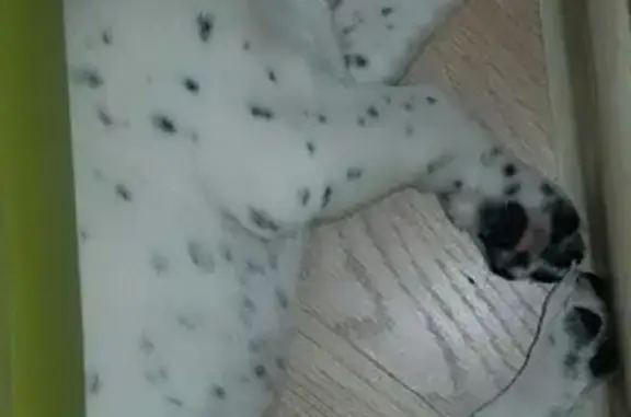 Собаки потеряшки, Космынино, фото: Потеряшка щенок в Космынино, помогите найти!