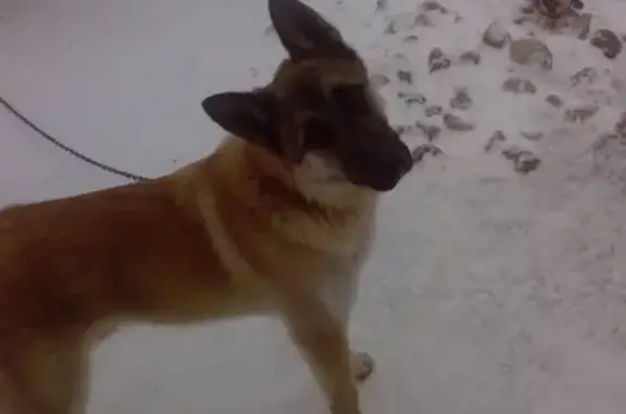 Пропала собака в районе коттеджной застройки, Вологда