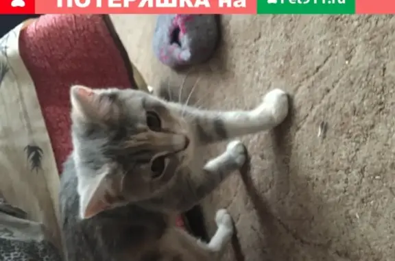 Пропала кошка на Знаменских садках Москвы
