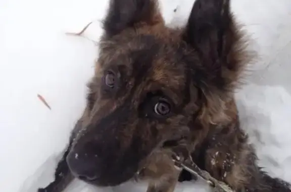 Найдена собака, Нижний Новгород, фото: Найдена собака на ул. Октябрьской революции, 58