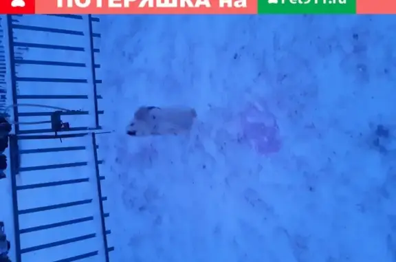 Собака на улице Берёзовая, 7 в Краснопахорском.