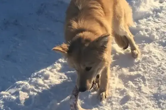 Пропала собака в Самаре, нужна помощь!