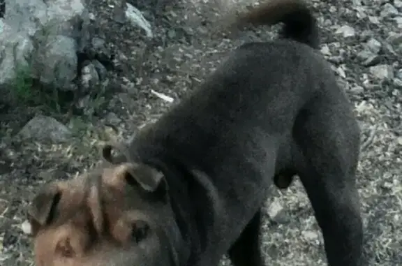 Пропала собака породы шарпей в районе Карьра-Известняка, Пермский край