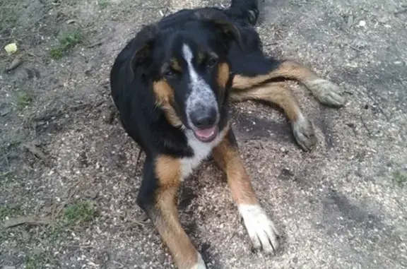 Пропала собака Рой в районе Торбеево и Жарово, г. Ногинск