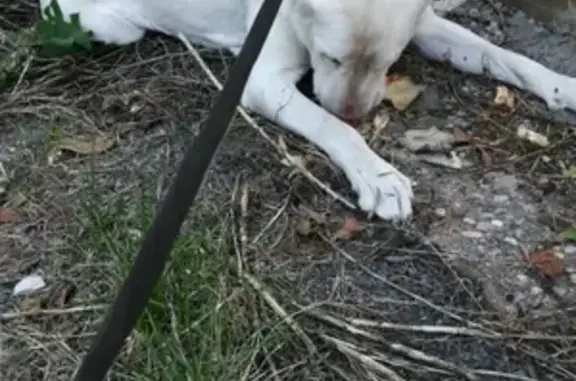 Пропала собака Айна, белый алабай в Ессентуках