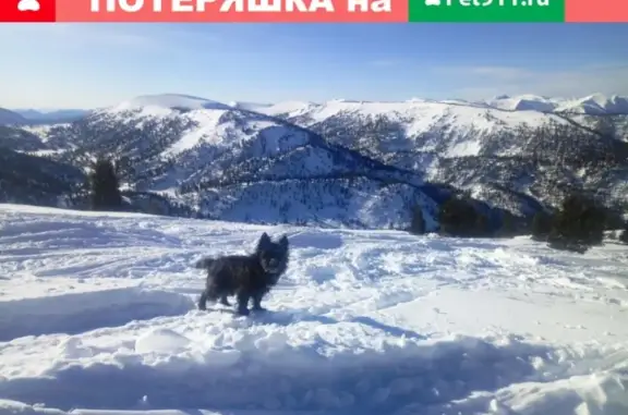 Пропала собака на Мельниковском тракте, Иркутск