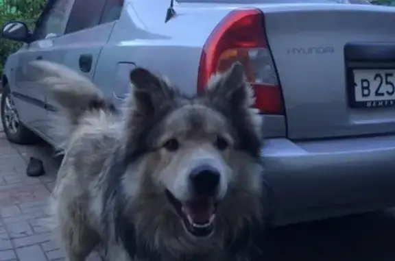 Собаки потеряшки, Тверь, фото: Потеряшка собака в Затверечье, 1-й Клубный переулок