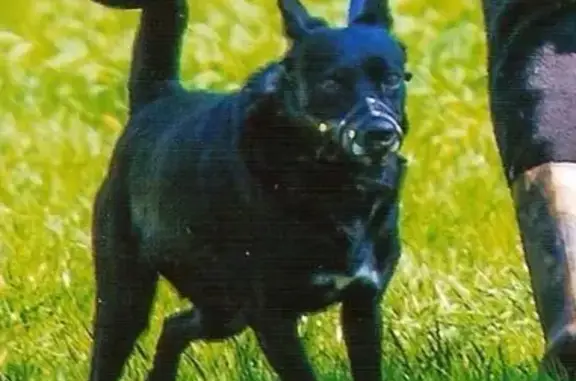 Пропала собака Чуха в Центральном районе Соцгорода
