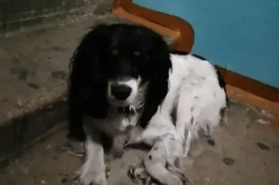 Найдена собака в Новокузнецке, Заводская улица!