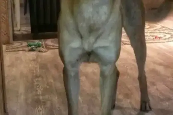 Пропала собака Шанти в пос. Рамешки, Тверская область