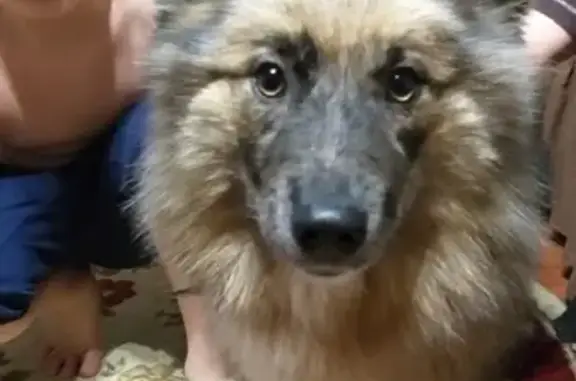 Найдена миролюбивая собака в Воркуте